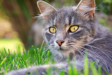 Close up photo from a domestic playing outdoor