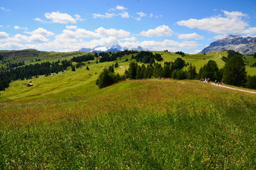 Cielo eprato