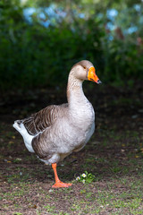 Beautiful goose portrait