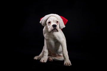 Obraz premium White german boxer puppy with santa's cap