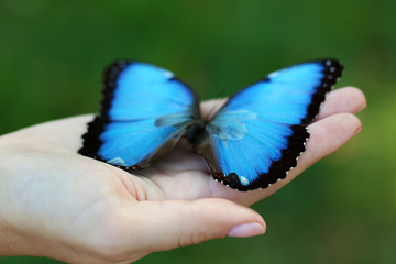 Colorful butterfly in female hand, close-up