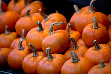 Lots of bright orange pumpkins