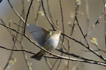 Willow Warbler flapping wings in spring willows
