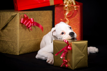 White german boxer puppy  with santa's cap