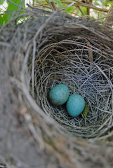 two speckled eggs in a nest
