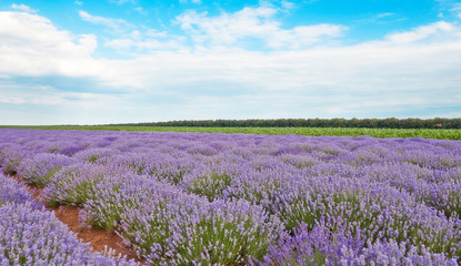 Naklejka na ściany i meble Field of lavender flowers