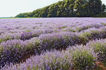 Fototapeta premium Field of lavender flowers