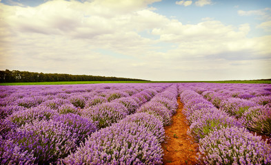 Fototapeta na wymiar Field of lavender flowers