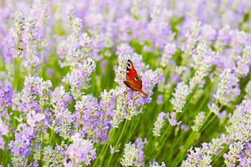 Butterfly on lavender flowers