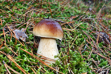 Boletus edulis