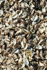 Sea shells background