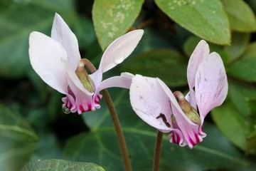 Obraz premium Wild cyclamen