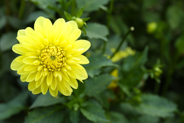 Beautiful chrysanthemum flower, close-up, outdoors