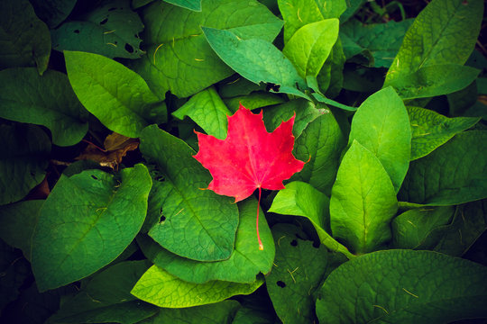 Red mapie leaf among green foliage. Autumn background.