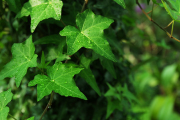 Green ivy leaves with water drops, close-up