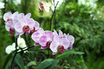 Fototapeta na wymiar Colorful fully grown orchids in greenhouse