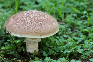 Mushroom