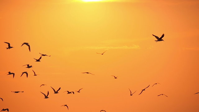 gulls in the sky at sunset 2