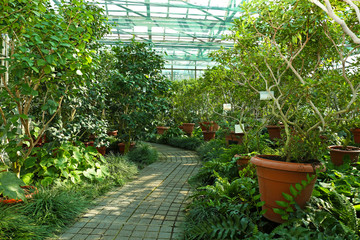 Tropical Plants in greenhouse at botanical garden