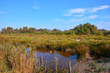 la camargue