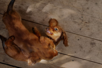 Funny longhaire dachshund sitting on their hands
