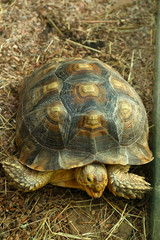 Turtle in zoo, close-up
