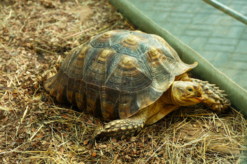 Turtle in zoo, close-up