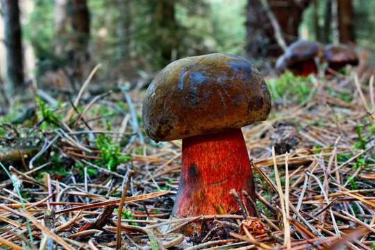Boletus luridiformis mushroom