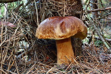 Mushroom boletus