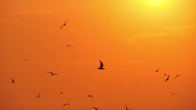 gulls in the sky at sunset, slow motion 2
