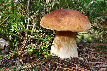 Boletus edulis