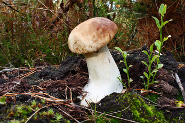 Boletus edulis