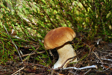 Boletus edulis