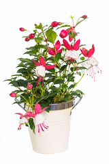 Fushia Plant