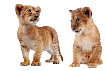 Obraz premium Side view of a Lion cub standing, looking down, 10 weeks old, isolated on white