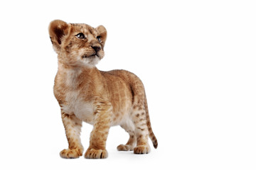 Side view of a Lion cub standing, looking down, 10 weeks old, isolated on white