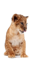 Fototapeta na wymiar Side view of a Lion cub standing, looking down, 10 weeks old, isolated on white