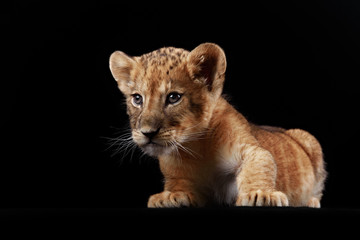 Obraz premium Little lion cub and puppy white Swiss Shepherd. Studio shot