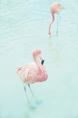 Blanket with photo フラミンゴ