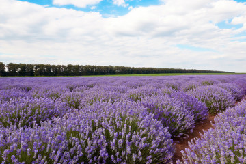 Fototapeta na wymiar Field of lavender flowers