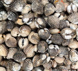 Sea Shell Background or Texture