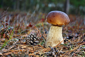 Beautiful boletus edulis
