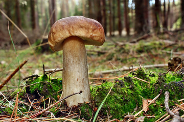 Boletus edulis edible mushroom