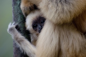 Fototapeta premium a sad little monkey in the mothers arms
