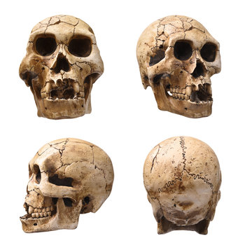 Collection of human skull isolated on white
