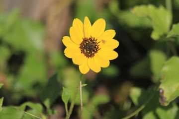 yellow wild flower