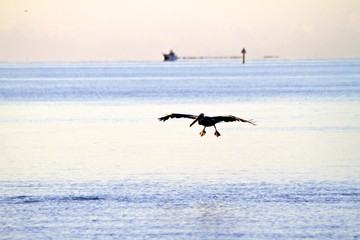 pelican landing on water