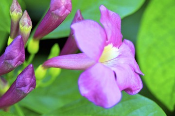 Purple begonia blooming at fairchild