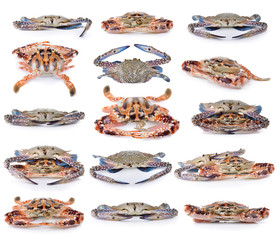 Obraz premium crab on white background