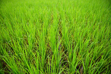rice field